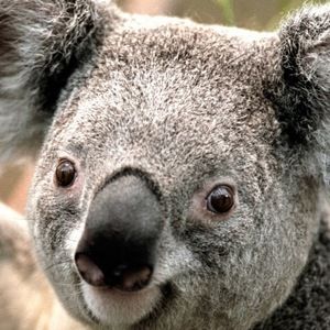 Meet your Posher, Carrie